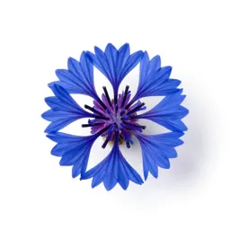 Cornflower