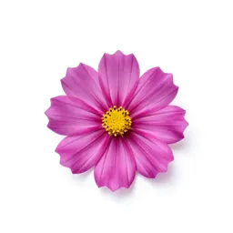 Cosmos flower