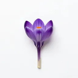 Crocus