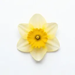 Daffodil