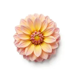 Dahlia with tight petals