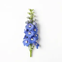 Delphinium stem