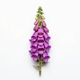 Foxglove spire