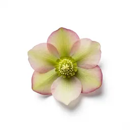 Hellebore nodding