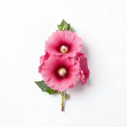 Hollyhock
