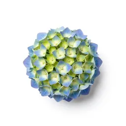 Hydrangea head
