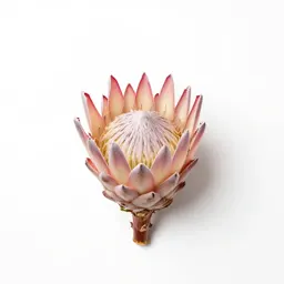 King protea