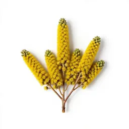 Kowhai flower cluster