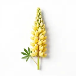 Lupin spike