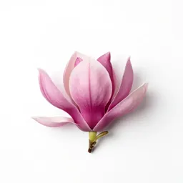 Magnolia flower