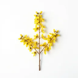 Manuka blossom branch