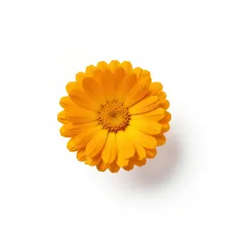 Marigold