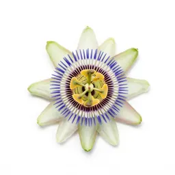 Passionflower