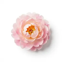 Peony opening