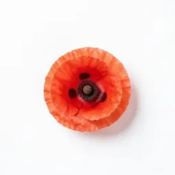 Poppy
