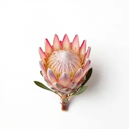 Protea bloom