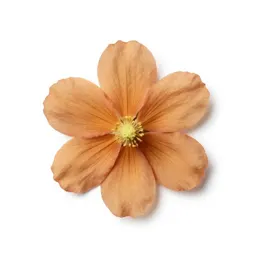 Rata bloom