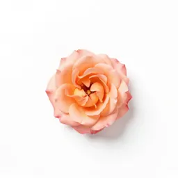Single garden rose