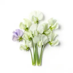 Sweet pea cluster