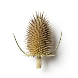 Thistle head
