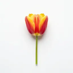 Tulip