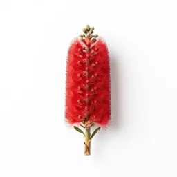 Waratah
