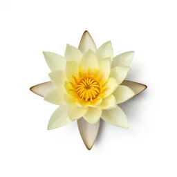 Water lily