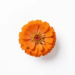 Zinnia