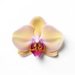 Orchid spray