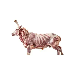 Rack of lamb