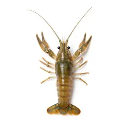 Brine shrimp