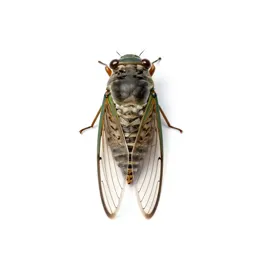 Cicada mid-song