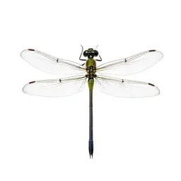 Damselfly