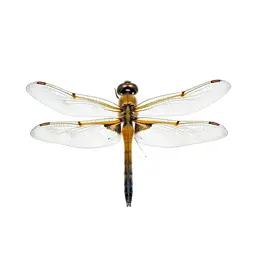 Dragonfly with veined wings