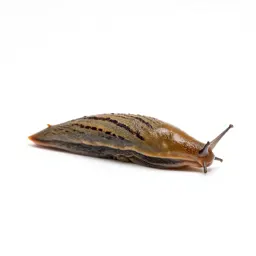 Garden slug