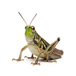 Grasshopper