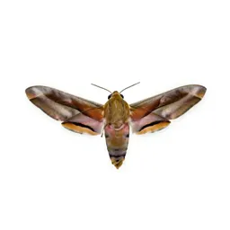 Hawk moth in flight