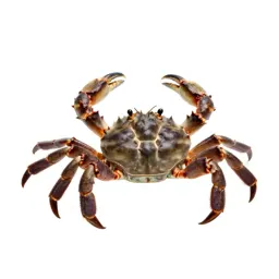 Horseshoe crab