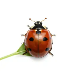 Ladybird on a leaf