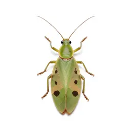 Leaf insect