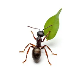 Leafcutter ant carrying a leaf
