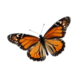 Monarch butterfly with open wings