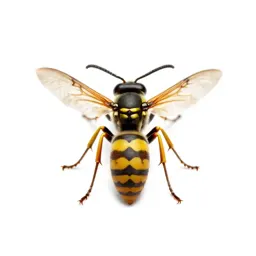 Paper wasp
