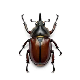 Rhinoceros beetle