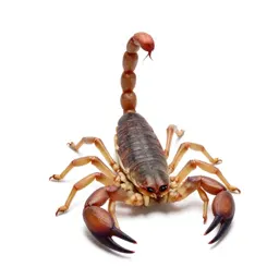 Scorpion with its tail raised