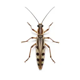 Stick insect