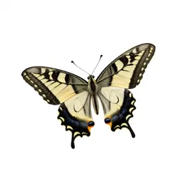 Swallowtail butterfly