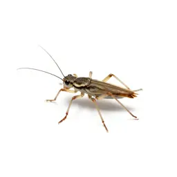 Water strider