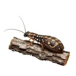 Weta on bark