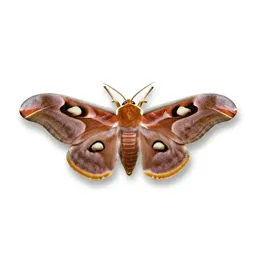 Atlas moth